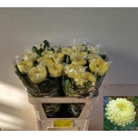 Chrysanthemum Krüsanteem BL Creamist*10
