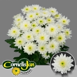 Chrysanthemum Krüsanteem SP Euro*5