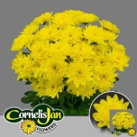 Chrysanthemum Krüsanteem SP Euro Sunny*5