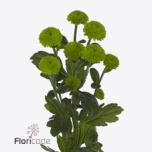 Chrysanthemum Krüsanteem SP Feelin Dark Green*5