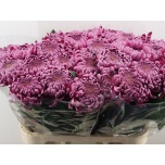 Chrysanthemum Krüsanteem BL Gilbert Leigh Purple*10