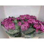 Chrysanthemum Krüsanteem BL Gilbert Leigh Purple*10