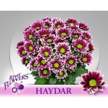 Chrysanthemum Krüsanteem Haydar