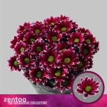 Chrysanthemum Krüsanteem SP Haydar*5