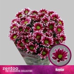 Chrysanthemum Krüsanteem SP Haydar*5