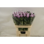 Chrysanthemum Krüsanteem BL Hornbill Dark*10