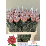 Chrysanthemum Krüsanteem BL Hornbill Salmon*10