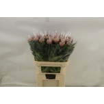 Chrysanthemum Krüsanteem BL Hornbill Salmon*10