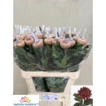 Chrysanthemum Krüsanteem BL Hornbill Salmon*10