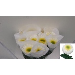 Chrysanthemum Krüsanteem BL Inga*10