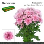 Chrysanthemum Krüsanteem SP Kalimba*5