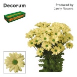Chrysanthemum Krüsanteem SP Kennedy Cream*5