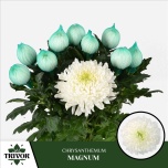 Chrysanthemum Krüsanteem BL Magnum*10