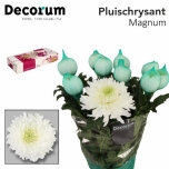 Chrysanthemum Krüsanteem Magnum