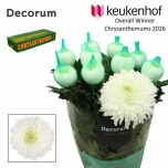 Chrysanthemum Krüsanteem BL Magnum*10