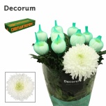 Chrysanthemum Krüsanteem BL Magnum*10