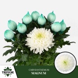 Chrysanthemum Krüsanteem BL Magnum*10