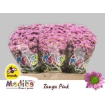 Chrysanthemum Krüsanteem SANTINI Madiba Tanga Pink*25