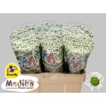 Chrysanthemum Krüsanteem SANTINI Madiba White*25
