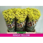 Chrysanthemum Krüsanteem SANTINI Madiba Yellow*25