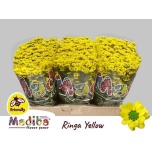 Chrysanthemum Krüsanteem SANTINI Madiba Yellow*25