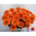Chrysanthemum Krüsanteem SP Marcato*5