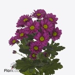 Chrysanthemum Krüsanteem SP Memphis Dark*5