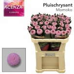 Chrysanthemum Krüsanteem BL Momoko*10
