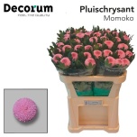 Chrysanthemum Krüsanteem BL Momoko*10