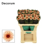 Chrysanthemum Krüsanteem BL Pip Salmon*10