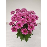 Chrysanthemum Krüsanteem SP Prada*5