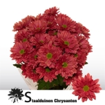 Chrysanthemum Krüsanteem SP Prada Coral*5