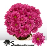 Chrysanthemum Krüsanteem Prada Purple