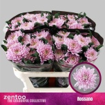 Chrysanthemum Krüsanteem BL Rossano*10