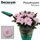 Chrysanthemum Krüsanteem Rossano
