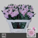 Chrysanthemum Krüsanteem BL Rossano*10