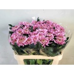 Chrysanthemum Krüsanteem BL Rossano Dark*10