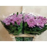 Chrysanthemum Krüsanteem BL Rossano Dark*10