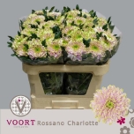 Chrysanthemum Krüsanteem Rossano Charlotte