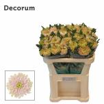 Chrysanthemum Krüsanteem BL Rossano Charlotte*10