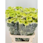 Chrysanthemum Krüsanteem BL Rossano Lime*10