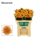 Chrysanthemum Krüsanteem BL Rossano Orange*10