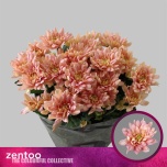 Chrysanthemum Krüsanteem Baltica Salmon