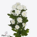 Chrysanthemum Krüsanteem SANTINI Baykal*25