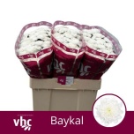 Chrysanthemum Krüsanteem SANTINI Baykal*25