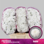 Chrysanthemum Krüsanteem SANTINI Baykal*25