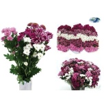 Chrysanthemum Krüsanteem SANTINI Blossom MIX*25