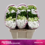 Chrysanthemum Krüsanteem SANTINI Breeze MIX*25