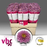 Chrysanthemum Krüsanteem SANTINI Doria*25