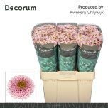 Chrysanthemum Krüsanteem SANTINI Doria Pink*25